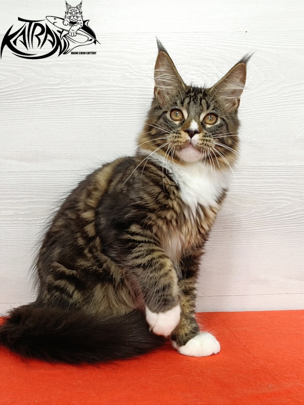 Katran Zeus - Kitten maine-coon 4 months 3 weeks