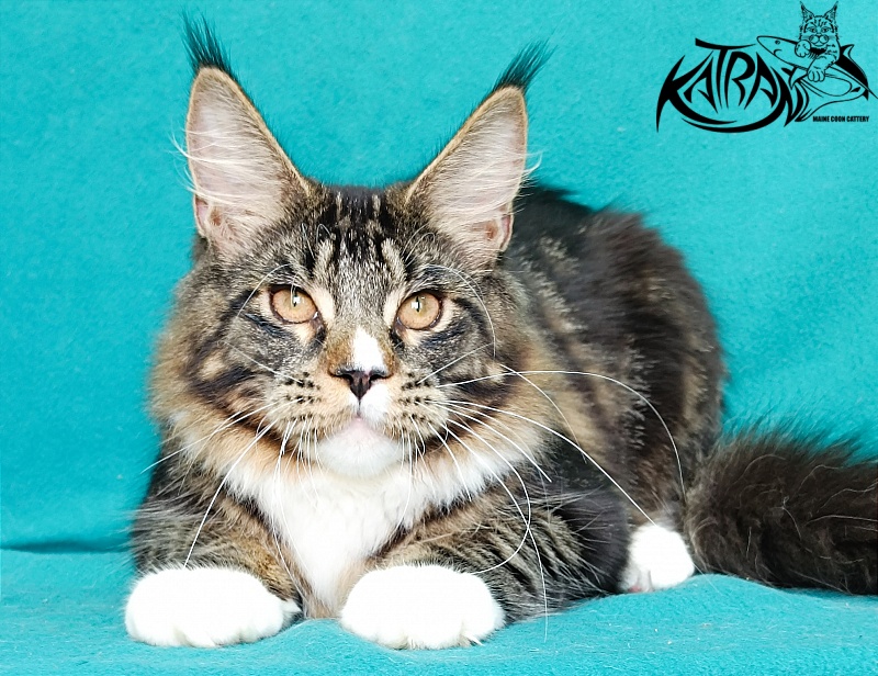 Katran Zeus - Kitten maine-coon 6 months