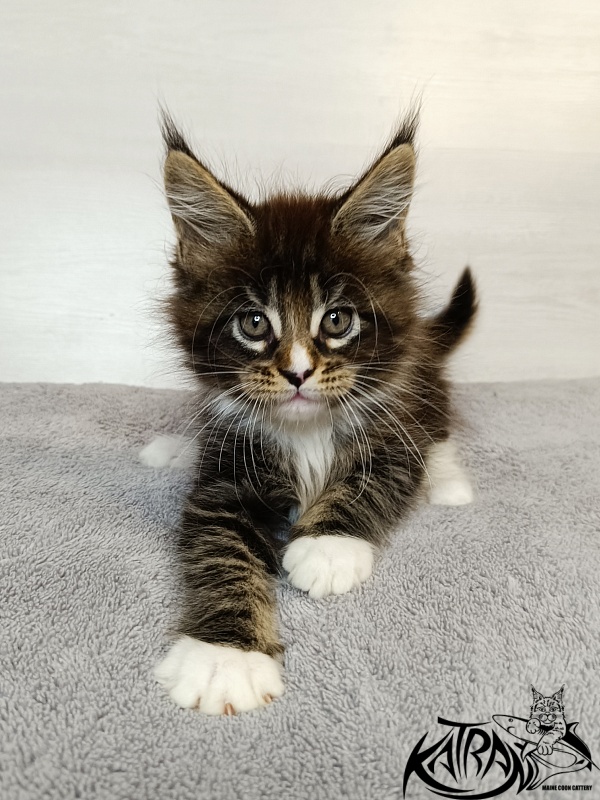 Katran Zeus - Kitten maine-coon 1 month 3.5 weeks