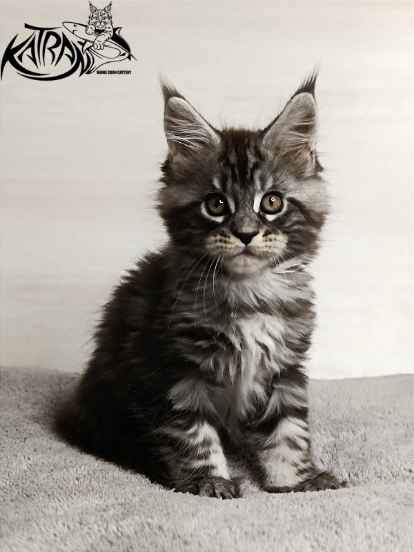 Katran Zlata - Kitten maine-coon 1 month 3.5 weeks