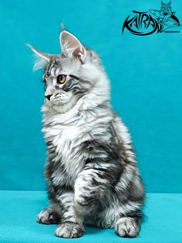 Katran Zlata - Kitten maine-coon 3.5 months