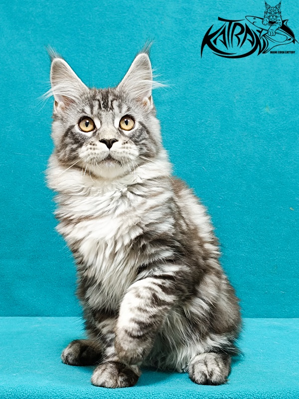 Katran Zlata - Kitten maine-coon 3.5 months