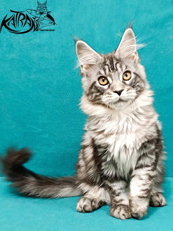 Katran Zlata - Kitten maine-coon 3.5 months