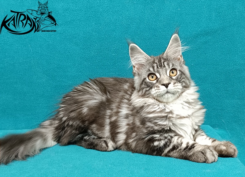 Katran Zlata - Kitten maine-coon 3.5 months