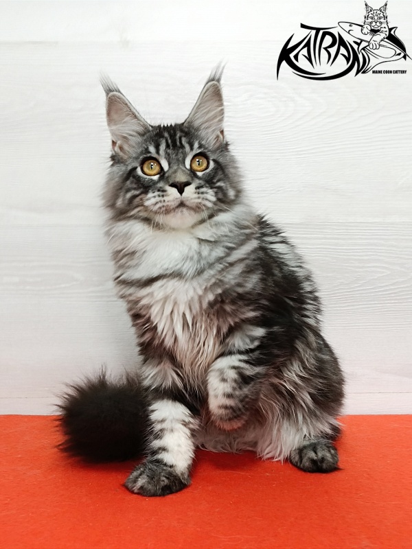 Katran Zlata - Kitten maine-coon 4 months 3 weeks