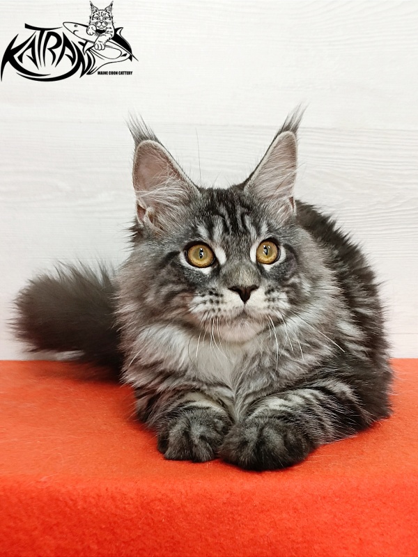 Katran Zlata - Kitten maine-coon 4 months 3 weeks