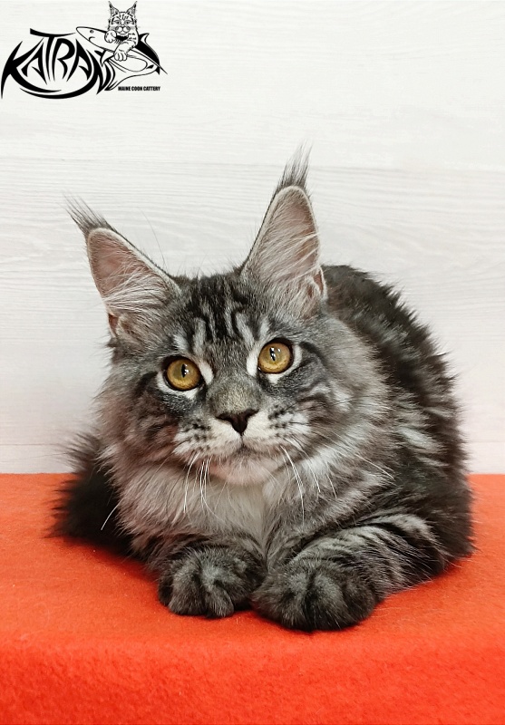 Katran Zlata - Kitten maine-coon 4 months 3 weeks