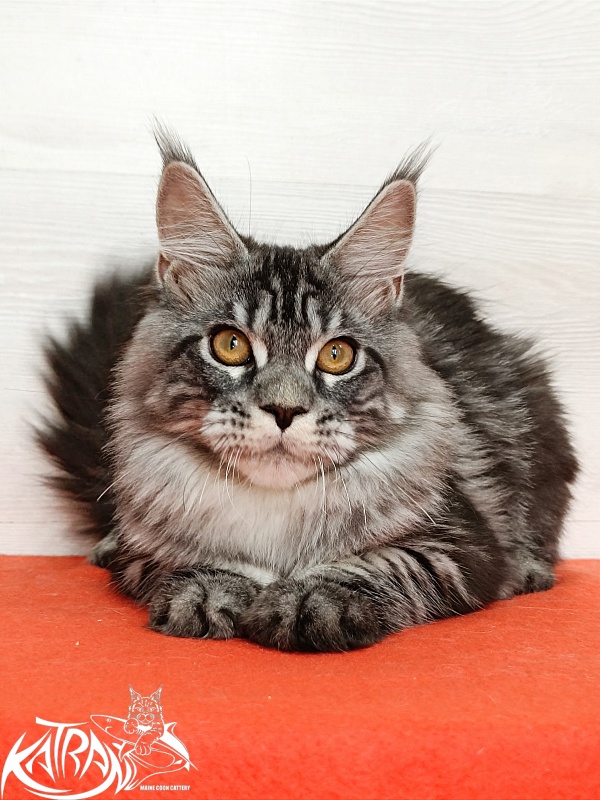 Katran Zlata - Kitten maine-coon 4 months 3 weeks