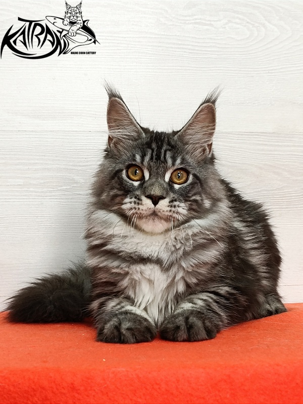 Katran Zlata - Kitten maine-coon 4 months 3 weeks