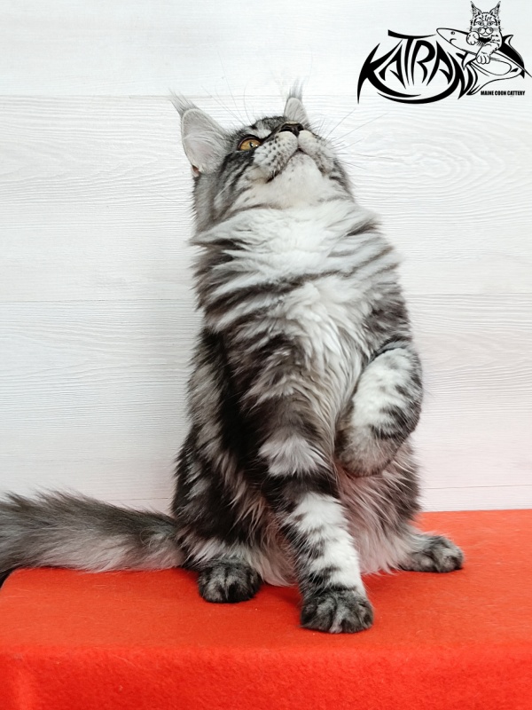 Katran Zlata - Kitten maine-coon 4 months 3 weeks