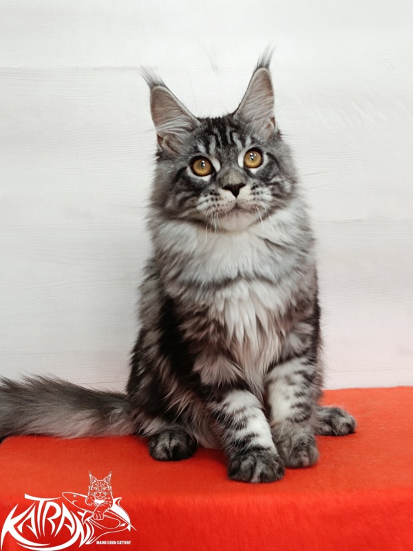 Katran Zlata - Kitten maine-coon 4 months 3 weeks