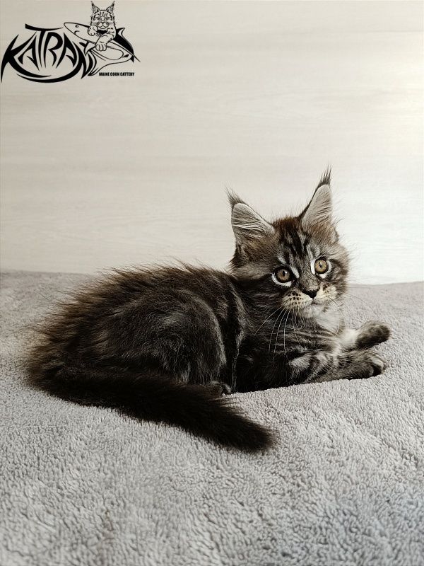 Katran Zlata - Kitten maine-coon 1 month 3.5 weeks