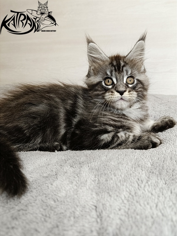Katran Zlata - Kitten maine-coon 1 month 3.5 weeks