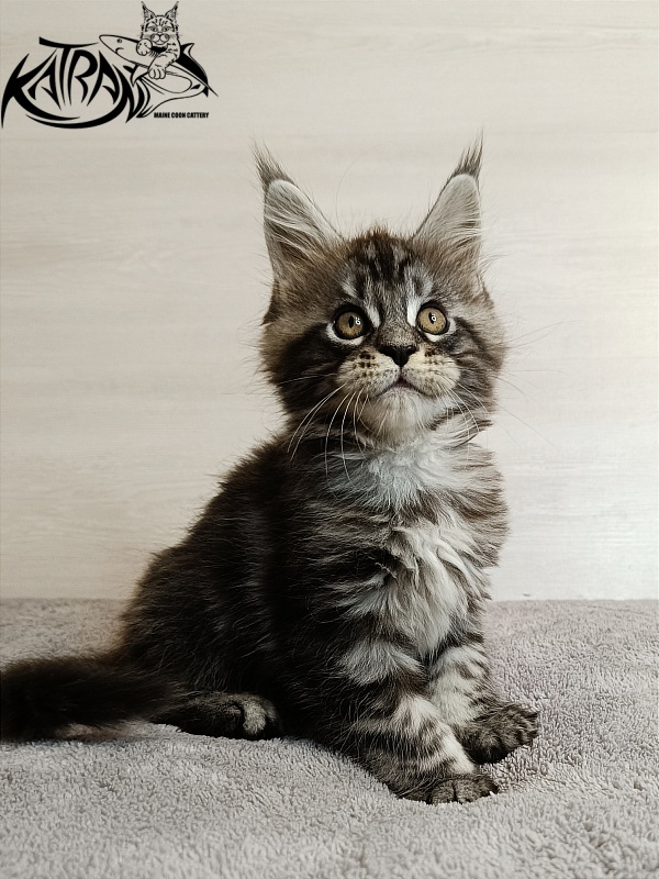 Katran Zlata - Kitten maine-coon 1 month 3.5 weeks