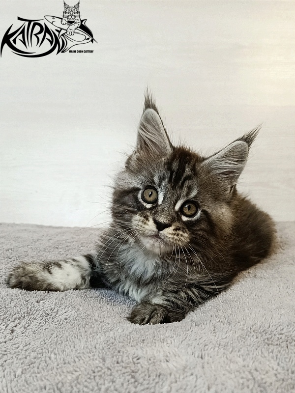 Katran Zlata - Kitten maine-coon 1 month 3.5 weeks
