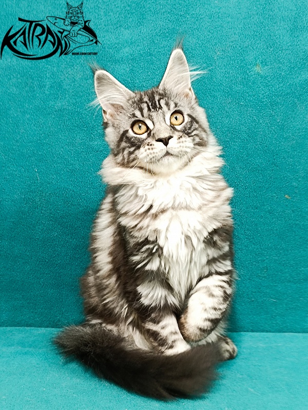 Katran Zlata - Kitten maine-coon 3.5 months