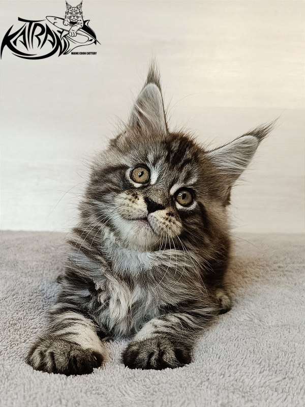 Katran Zlata - Kitten maine-coon 1 month 3.5 weeks