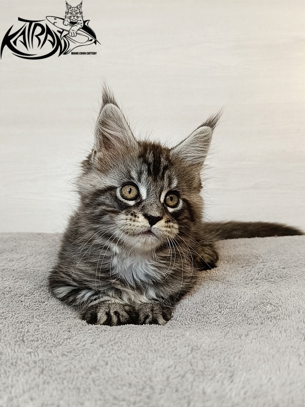 Katran Zlata - Kitten maine-coon 1 month 3.5 weeks