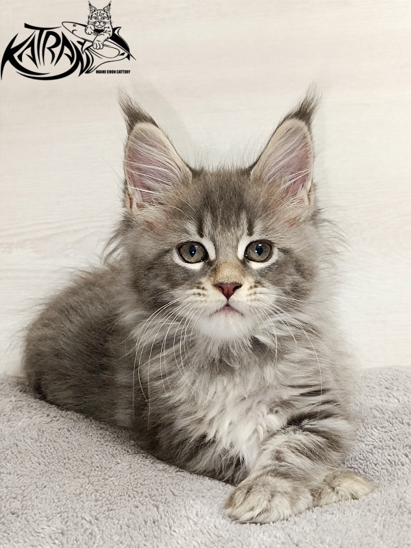 Katran Angela - Kitten maine-coon 2 months