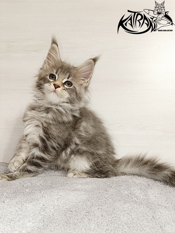 Katran Angela - Kitten maine-coon 2 months