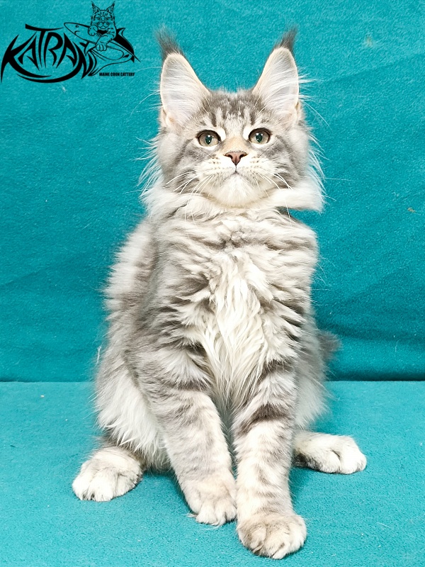 Katran Angela - Kitten maine-coon 3 months