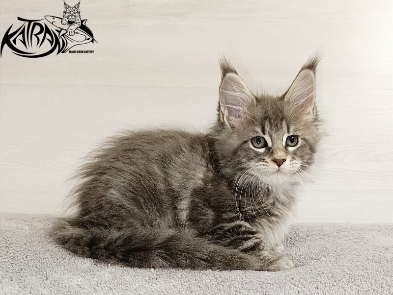Katran Angela - Kitten maine-coon 2 months