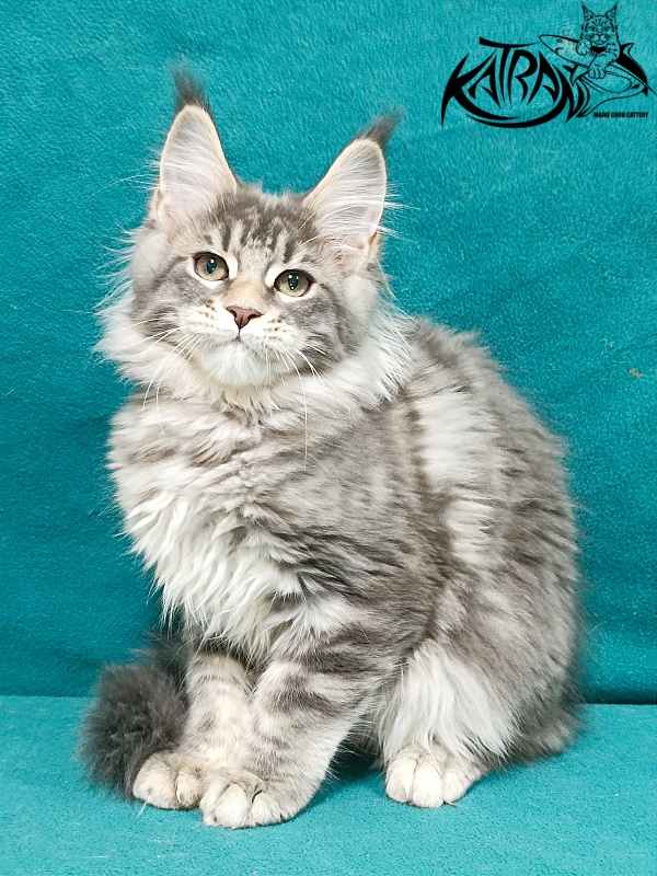 Katran Angela - Kitten maine-coon 3 months