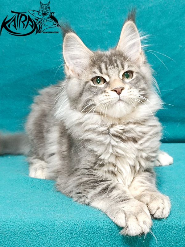 Katran Angela - Kitten maine-coon 3 months