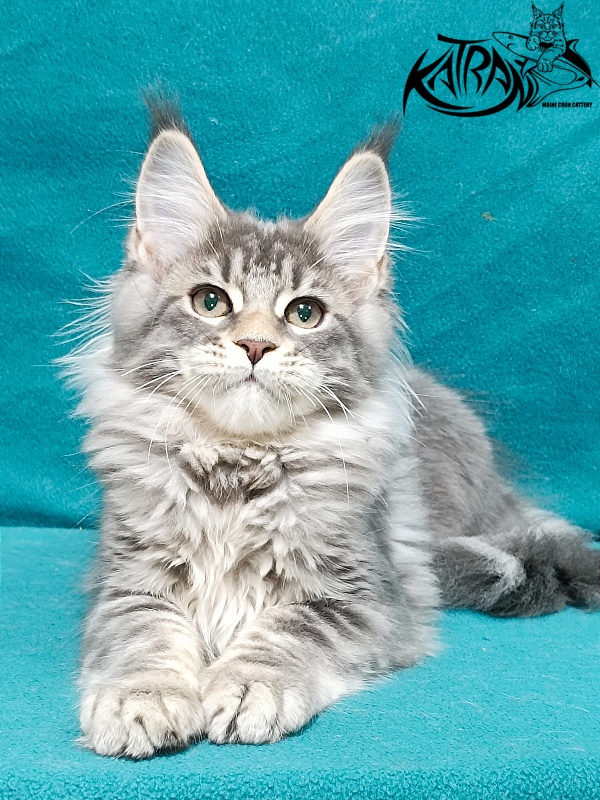 Katran Angela - Kitten maine-coon 3 months