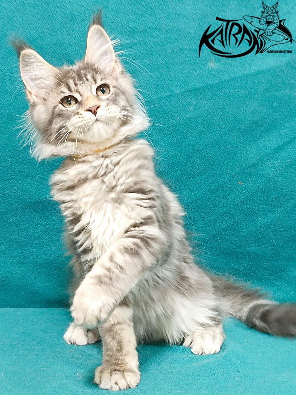 Katran Angela - Kitten maine-coon 3 months