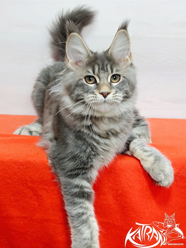 Katran Angela - Kitten maine-coon 4 months