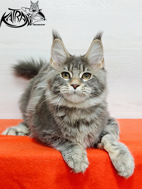Katran Angela - Kitten maine-coon 4 months