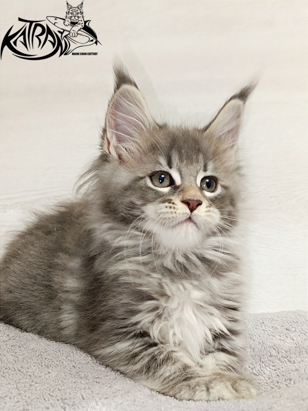 Katran Angela - Kitten maine-coon 2 months
