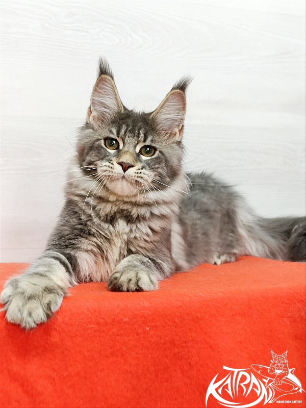 Katran Angela - Kitten maine-coon 4 months