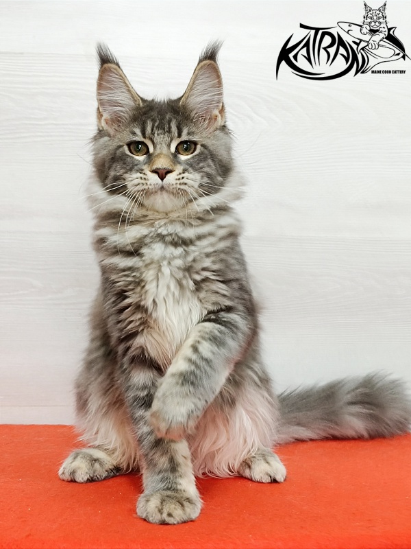 Katran Angela - Kitten maine-coon 4 months