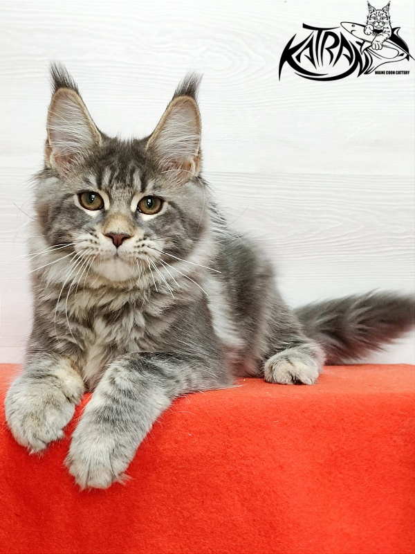 Katran Angela - Kitten maine-coon 4 months