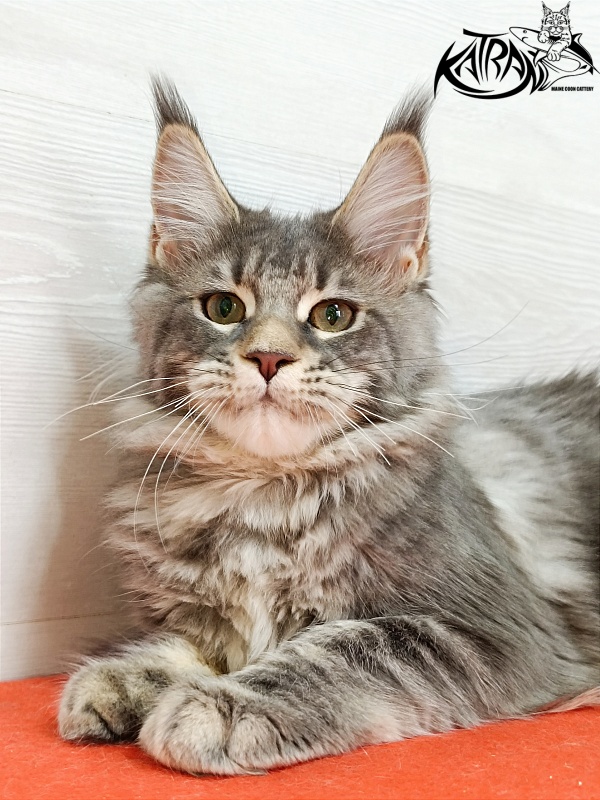 Katran Angela - Kitten maine-coon 4 months