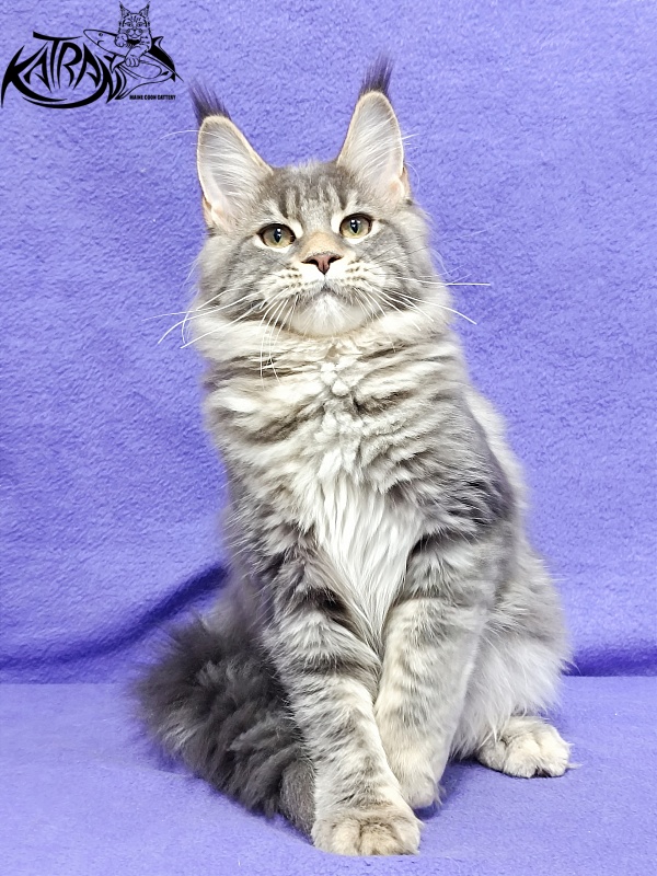 Katran Angela - Kitten maine-coon 4 months 3.5 weeks