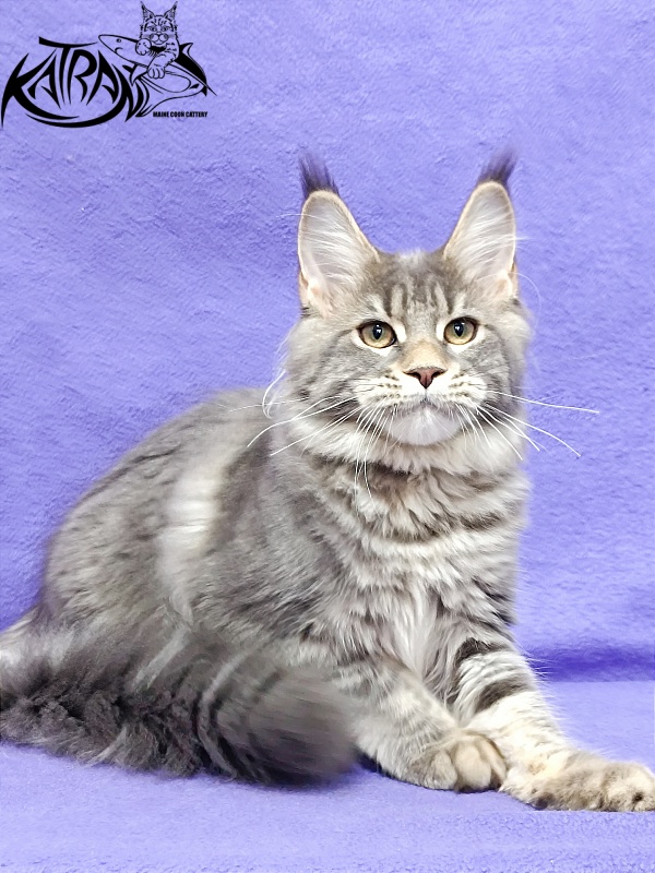 Katran Angela - Kitten maine-coon 4 months 3.5 weeks
