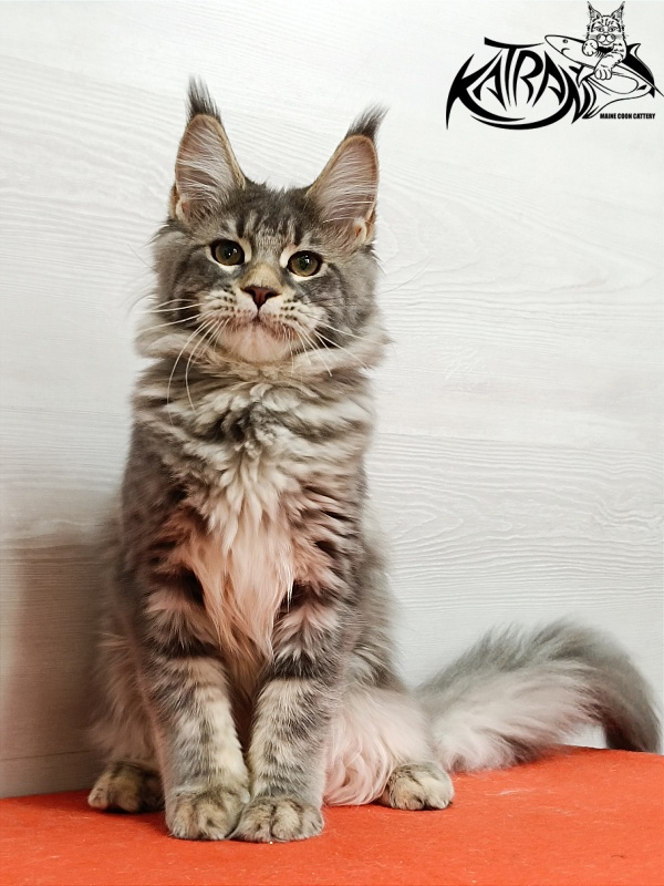 Katran Angela - Kitten maine-coon 4 months