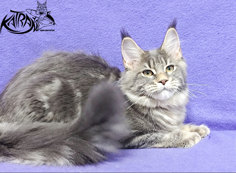 Katran Angela - Kitten maine-coon 4 months 3.5 weeks