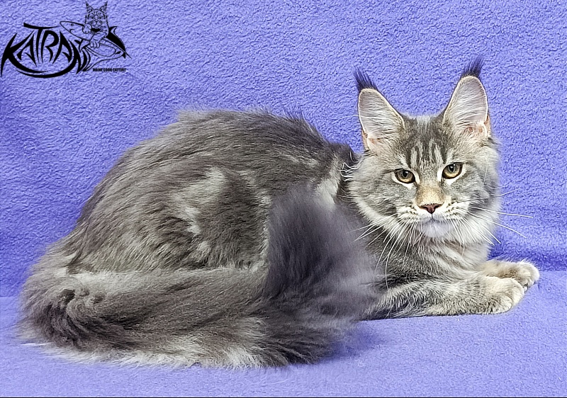 Katran Angela - Kitten maine-coon 4 months 3.5 weeks
