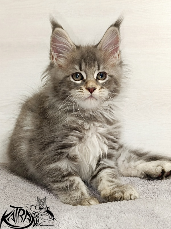 Katran Angela - Kitten maine-coon 2 months