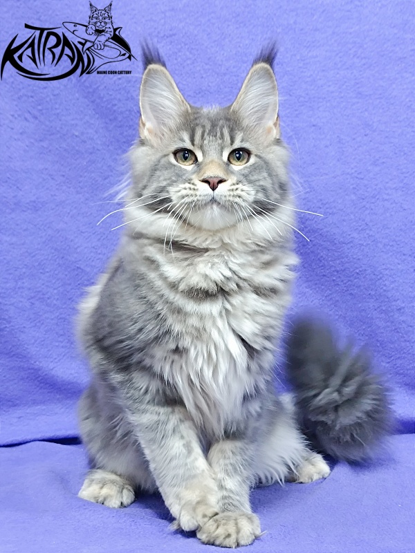 Katran Angela - Kitten maine-coon 4 months 3.5 weeks