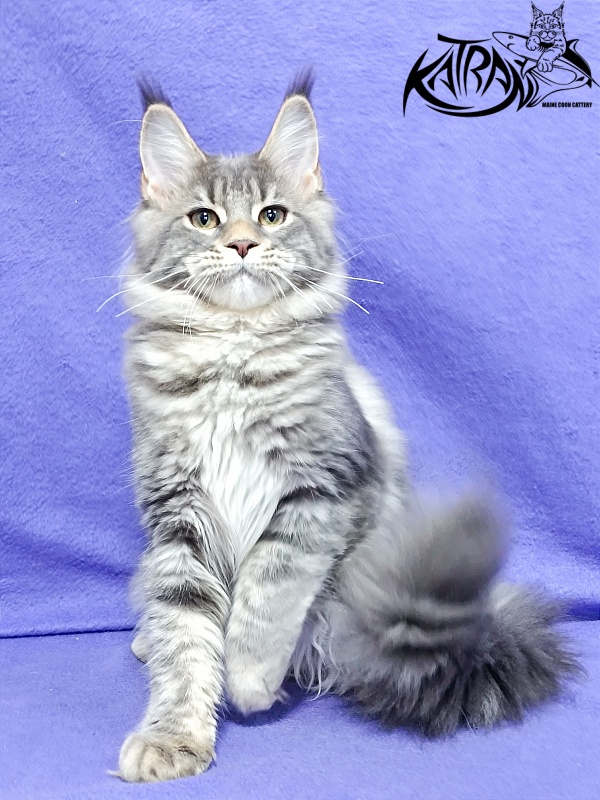 Katran Angela - Kitten maine-coon 4 months 3.5 weeks