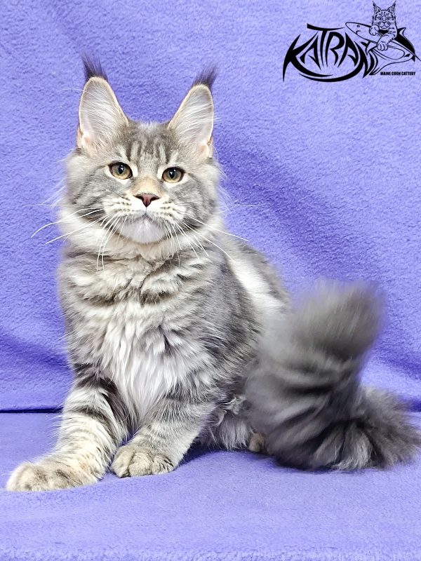 Katran Angela - Kitten maine-coon 4 months 3.5 weeks