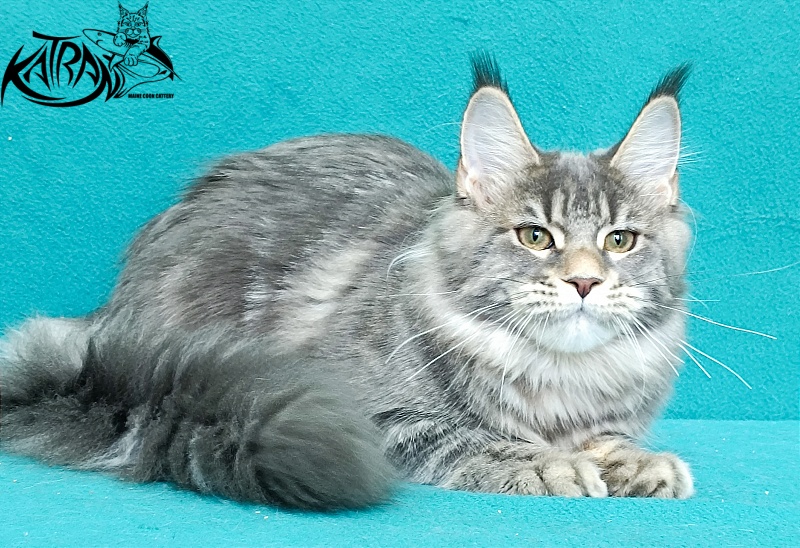 Katran Angela - Kitten maine-coon 6.5 months