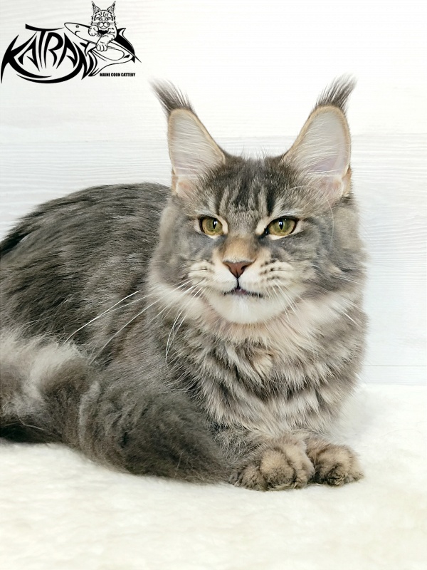 Katran Angela - Junior maine-coon 7.5 months