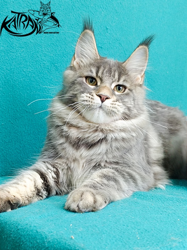 Katran Angela - Kitten maine-coon 6.5 months