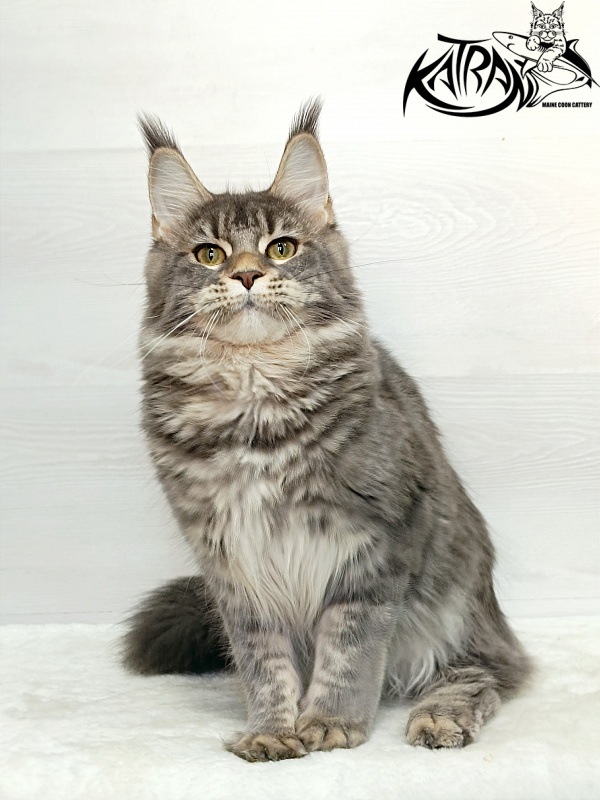 Katran Angela - Junior maine-coon 7.5 months